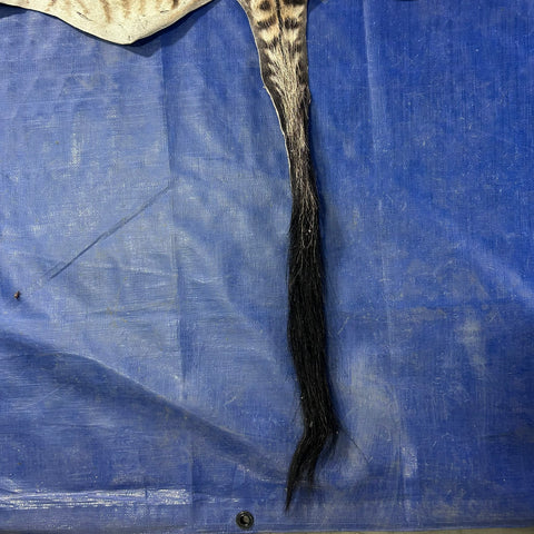 Real Zebra Skin Rug # 77 (Tail is 28") Size: 7x6 feet