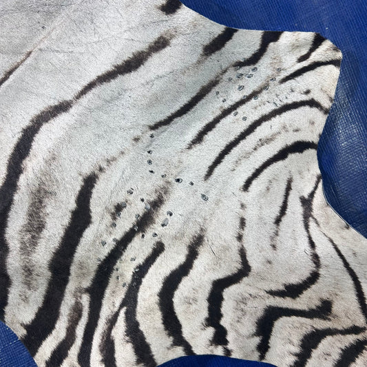 Real Zebra Skin Rug # 77 (Tail is 28") Size: 7x6 feet