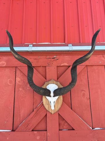 Huge Real Kudu Skull African Antelope Horn + Skull (horns are around 45 inches measured around the curls)