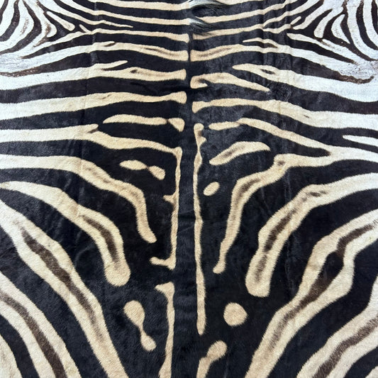 Felted Real Zebra Skin Rug # 78 (Tail is 28") Size: 7.5x5.2 feet