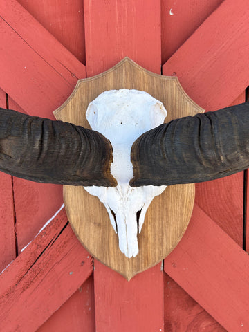 Huge Real Kudu Skull African Antelope Horn + Skull (horns are around 45 inches measured around the curls)