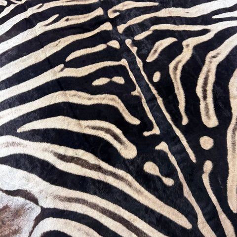 Felted Real Zebra Skin Rug # 78 (Tail is 28") Size: 7.5x5.2 feet