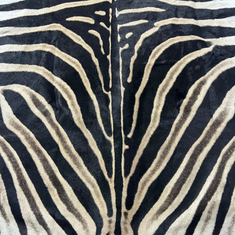 Real Zebra Skin Rug # 79 SUPER A GRADE (Tail is 28") Size: 8x7.2 feet