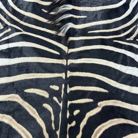 Real Zebra Skin Rug # 79 SUPER A GRADE (Tail is 28") Size: 8x7.2 feet