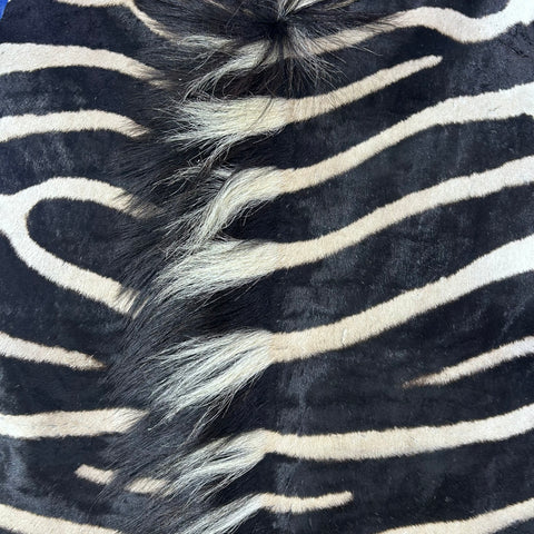 Real Zebra Skin Rug # 79 SUPER A GRADE (Tail is 28") Size: 8x7.2 feet