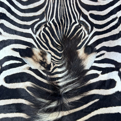Real Zebra Skin Rug # 79 SUPER A GRADE (Tail is 28") Size: 8x7.2 feet