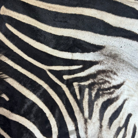 Real Zebra Skin Rug # 79 SUPER A GRADE (Tail is 28") Size: 8x7.2 feet