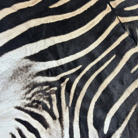 Real Zebra Skin Rug # 79 SUPER A GRADE (Tail is 28") Size: 8x7.2 feet