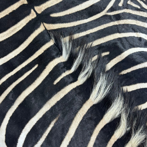 Real Zebra Skin Rug # 79 SUPER A GRADE (Tail is 28") Size: 8x7.2 feet