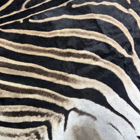 Real Zebra Skin Rug # 79 SUPER A GRADE (Tail is 28") Size: 8x7.2 feet