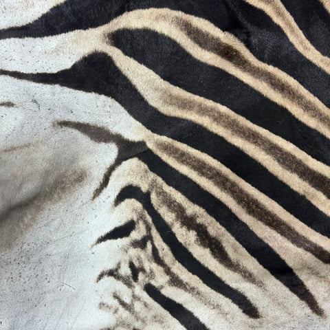 Real Zebra Skin Rug # 79 SUPER A GRADE (Tail is 28") Size: 8x7.2 feet