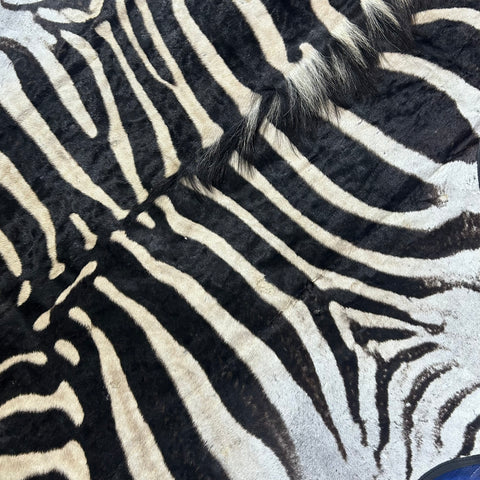 Real Zebra Skin Rug # 80 Felt and leather trim (Tail is 31") Size: 9x6 feet
