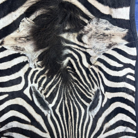 Real Zebra Skin Rug # 80 Felt and leather trim (Tail is 31") Size: 9x6 feet
