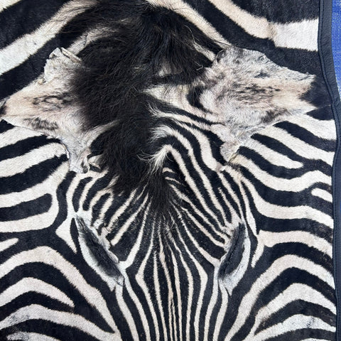 Real Zebra Skin Rug # 80 Felt and leather trim (Tail is 31") Size: 9x6 feet