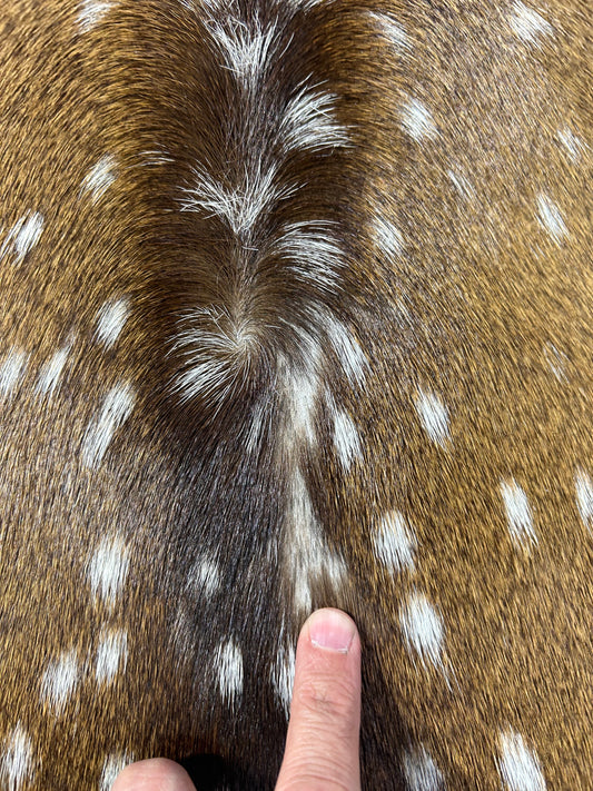 Peau de cerf Axis de qualité supérieure (pas de trous mais 1 petite tache chauve sur le cou) Taille : 44x36" Axis-731