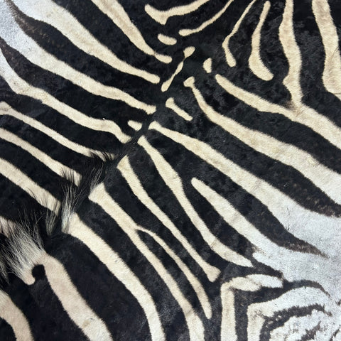 Real Zebra Skin Rug # 80 Felt and leather trim (Tail is 31") Size: 9x6 feet