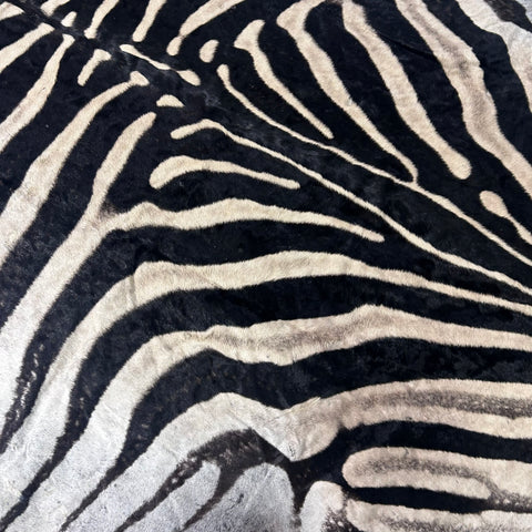 Real Zebra Skin Rug # 80 Felt and leather trim (Tail is 31") Size: 9x6 feet