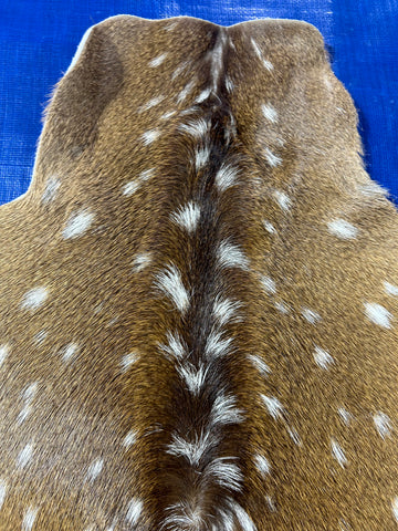 Top Grade Axis Deer Skin (no holes but 1 small bald spot on the neck) Size: 44x36" Axis-731