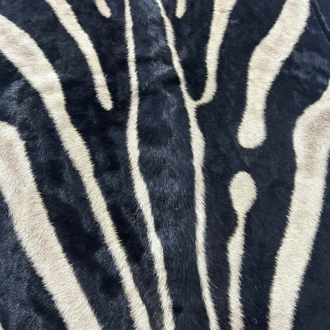 Real Zebra Skin Rug # 80 Felt and leather trim (Tail is 31") Size: 9x6 feet