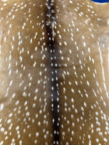 Top Grade Axis Deer Skin (no holes but 1 small bald spot on the neck) Size: 44x36" Axis-731