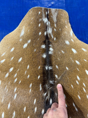 Top Grade Axis Deer Skin (1 small hole and some small bald spots on the neck) Size: 41x39" Axis-732