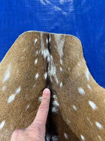 Top Grade Axis Deer Skin (1 small hole and some small bald spots on the neck) Size: 41x39" Axis-732