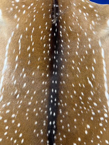 Top Grade Axis Deer Skin (1 small hole and some small bald spots on the neck) Size: 41x39" Axis-732