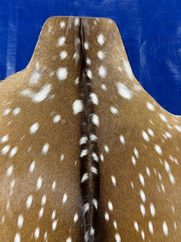 Top Grade Axis Deer Skin (1 small cut and small bald spots on the neck) Size: 50x36" Axis-733