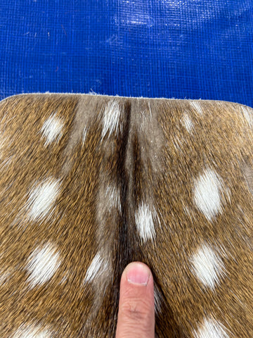 Top Grade Axis Deer Skin (1 small cut and small bald spots on the neck) Size: 50x36" Axis-733