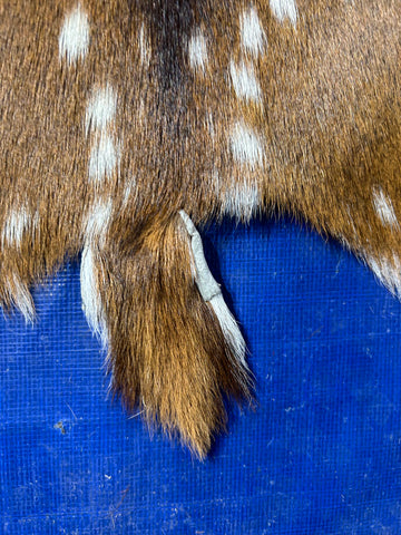 Top Grade Axis Deer Skin (1 small cut and small bald spots on the neck) Size: 50x36" Axis-733