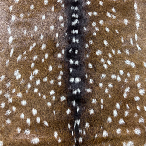 Axis Deer Skin (perfect quality) Size: 38x37" Axis-775