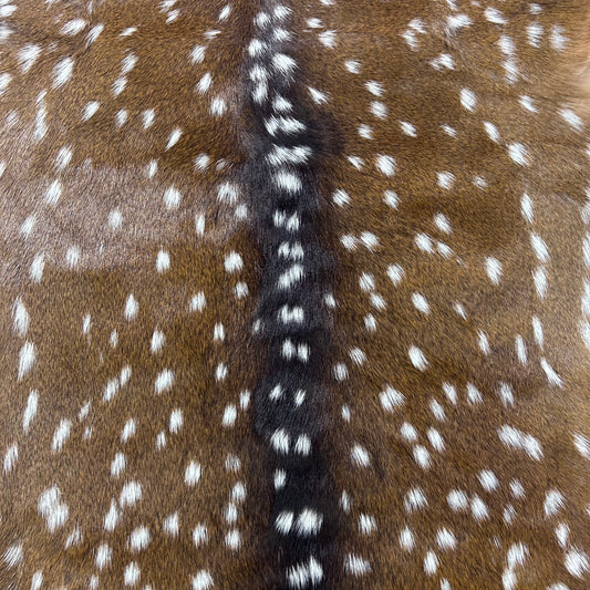Axis Deer Skin (perfect quality) Size: 38x37" Axis-775
