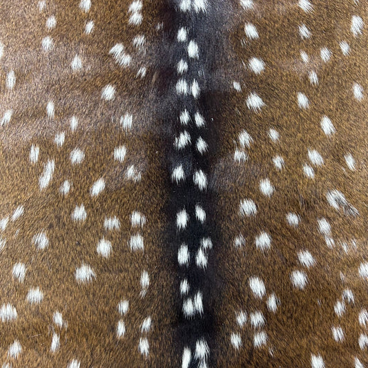 Axis Deer Skin (top of the neck missing hair) Size: 40x40" Axis-776