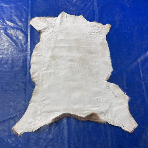 Axis Deer Skin (good quality and soft) Size: 37x35" Axis-777