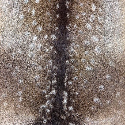 Fallow Deer Skin Size: 45x36" D-747