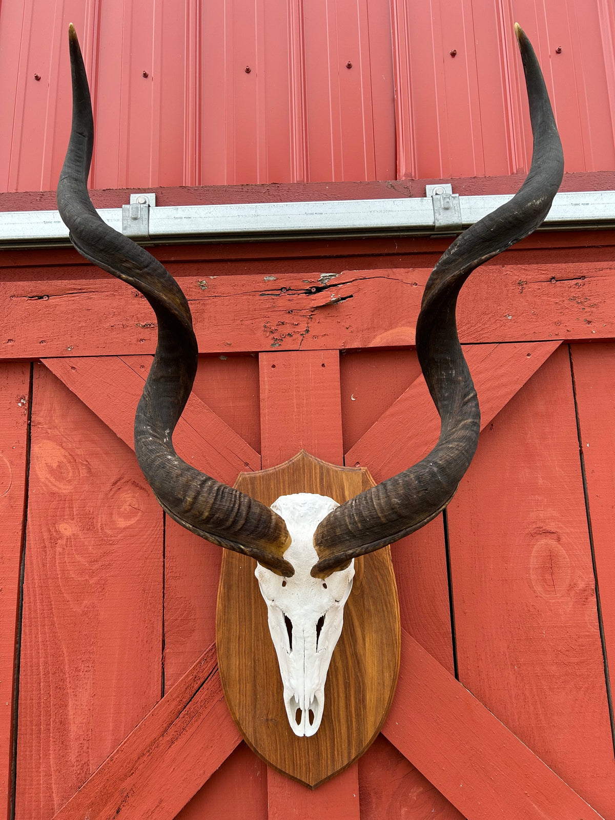 Huge Real Kudu Skull African Antelope Horn + Skull (horns are around 47 and 48 inches measured around the curls)