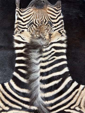 Real Zebra Skin Rug - Size 45X22" - New MINI Baby Burchell's Zebra Hide #11