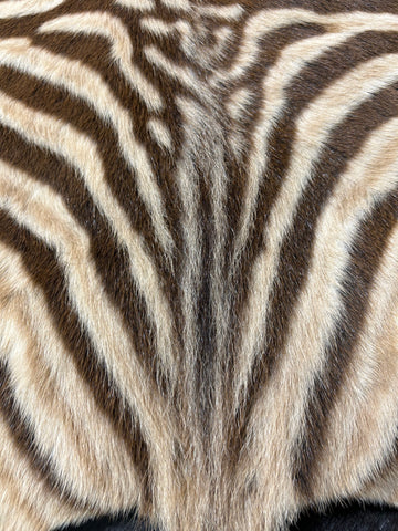 Real Zebra Skin Rug - Size 45X22" - New MINI Baby Burchell's Zebra Hide #11