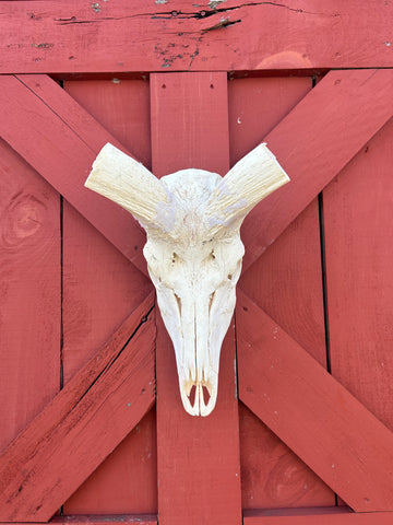 HUGE Real Kudu Skull - Real African Antelope Skull - Huge Horns (Horns are 52" and 52" around curls)