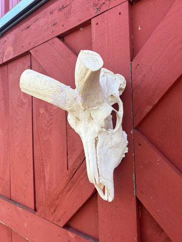 HUGE Real Kudu Skull - Real African Antelope Skull - Huge Horns (Horns are 52" and 52" around curls)