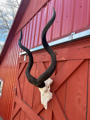 HUGE Real Kudu Skull - Real African Antelope Skull - Huge Horns (Horns are 52" and 52" around curls)