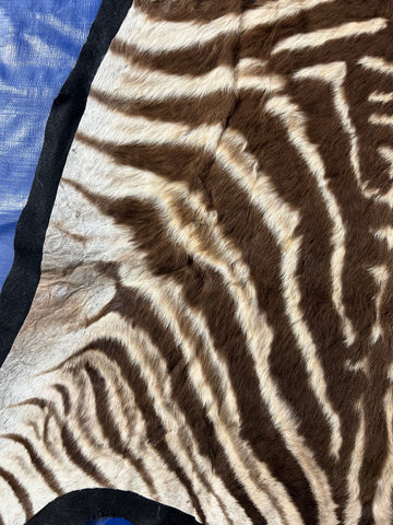 Juvenile Zebra Hide # 9 (Felted/ no head/Tail is 20") Size: 50x49"