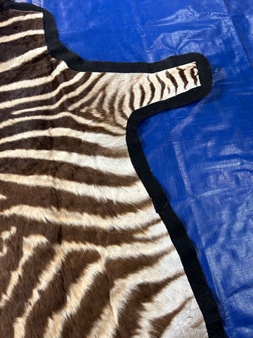 Juvenile Zebra Hide # 9 (Felted/ no head/Tail is 20") Size: 50x49"