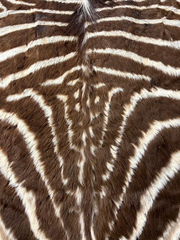 Juvenile Zebra Hide # 10 (Felted/ no head/Tail is 20"/one repair) Size: 52x50"