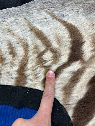 Juvenile Zebra Hide # 10 (Felted/ no head/Tail is 20"/one repair) Size: 52x50"