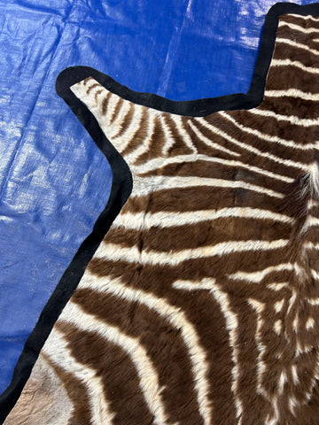 Juvenile Zebra Hide # 10 (Felted/ no head/Tail is 20"/one repair) Size: 52x50"