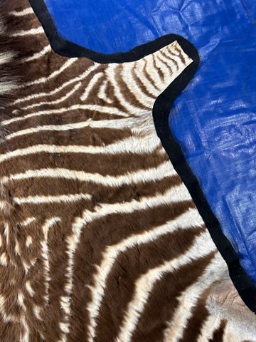 Juvenile Zebra Hide # 10 (Felted/ no head/Tail is 20"/one repair) Size: 52x50"