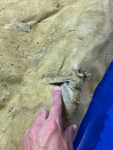 Bison Skin (GORGEOUS MANE! Super long fur around the neck, Nice tail, One small hole) Size: 7x7 feet # 100