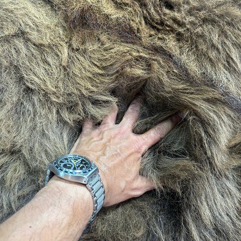 Bison Skin (NICE MANE! Super long fur around the neck, Nice tail) Size: 8x7 feet # 101