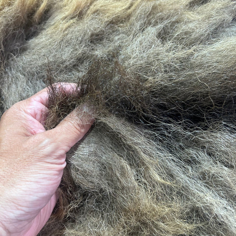 Bison Skin (NICE MANE! Super long fur around the neck Size: 7x6.5 feet # 102